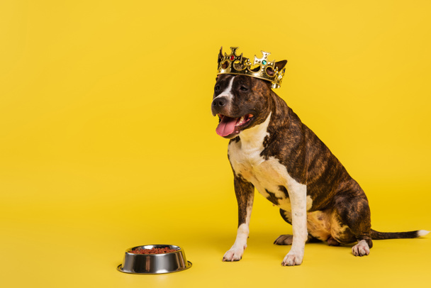 чистокровный стаффордширский терьер в короне сидит рядом с чашей с кормом для домашних животных на желтом  - Фото, изображение