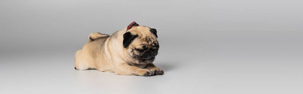 cute pug dog with wrinkles lying while resting on grey background, banner - Photo, Image