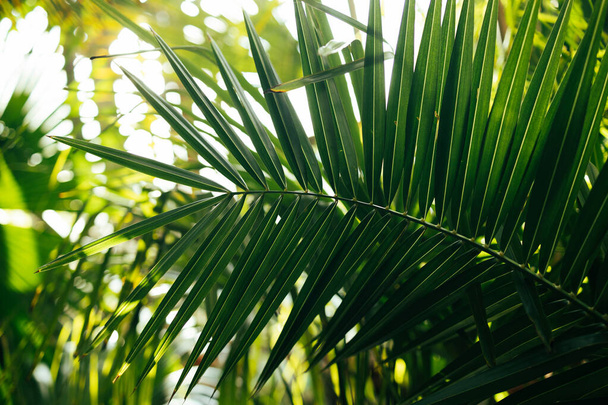 Beau vert feuille de coco abstrait vert fond nature rayé - Photo, image