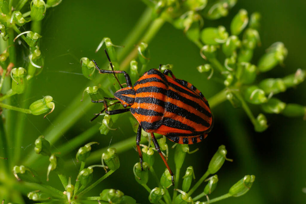 Colorful Striped Bug or Minstrel Bug Graphosoma lineatum, Graphosoma italicum. Insects of natural meadows and forests. - Photo, Image