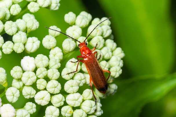 The common red soldier beetle Rhagonycha fulva, also misleadingly known as the bloodsucker beetle, is a species of soldier beetle Cantharidae. - Photo, Image
