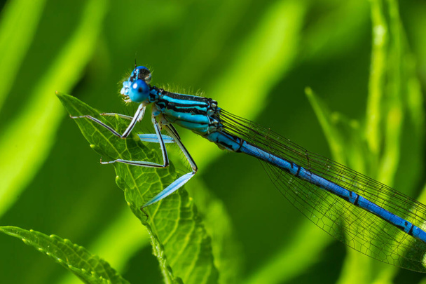 A blue featherleg damselfly, Platycnemis pennipes, resting on a plant, sunny day in summer. - Photo, Image