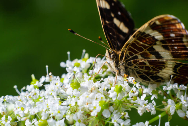 Map butterfly Araschnia levana on giant hogweed blossoms. - Foto, Bild