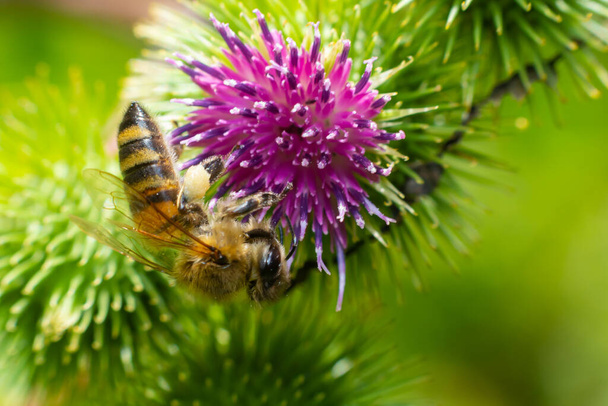 Arı, Arctium Lappa çiçeğinden polen topluyor.. - Fotoğraf, Görsel