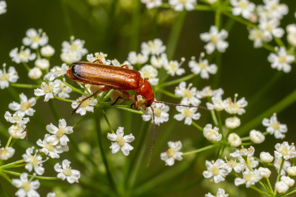 Black-tipped soldier beetle, Rhagonycha fulva, on white flowers. - Photo, Image