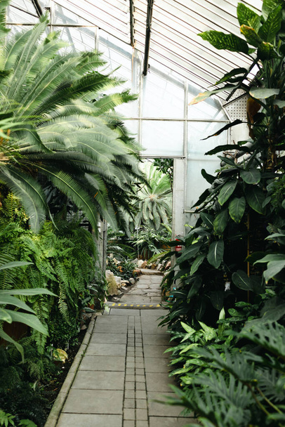 Inside greenhouse with tropical plants, rainforest vegetation. Botanical conservatory interior with evergreen tropic palms and fern.  - Foto, Imagem