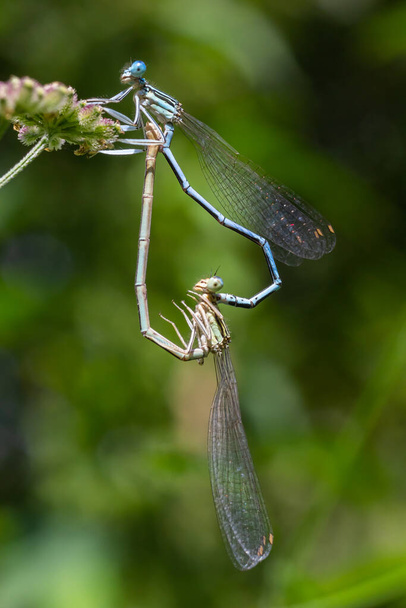 Witte poot damesvlieg of blauwe veer mannelijke, zittend op een droge stengel van gras, close-up. Genussoort Platycnemis pennipes. - Foto, afbeelding