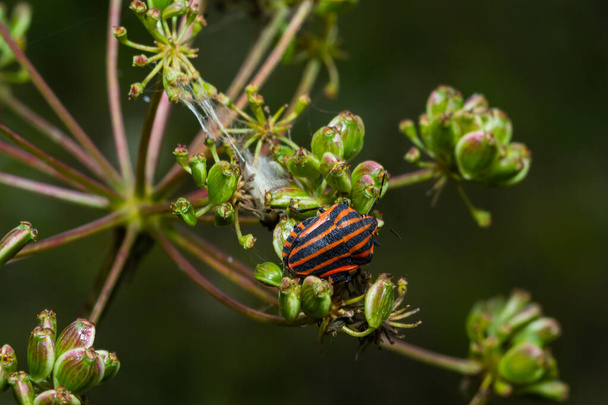 European Minstrel Bug or Italian Striped shield bug Graphosoma lineatum climbing a blad of grass. - Photo, Image
