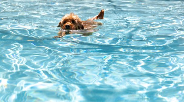 Μινιατούρα σκυλί goldendoodle κολύμπι σε μια πισίνα αλμυρό νερό. - Φωτογραφία, εικόνα
