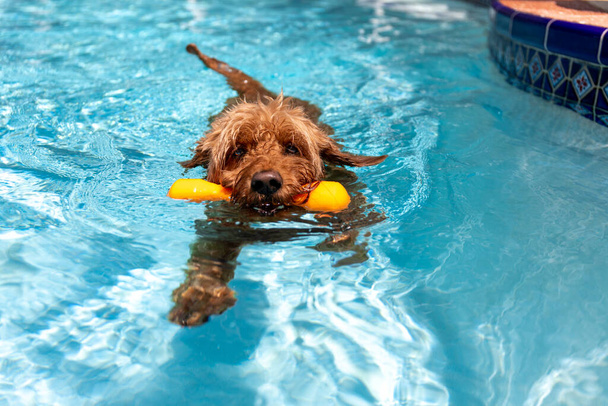 Μινιατούρα σκυλί goldendoodle κολύμπι σε μια πισίνα αλμυρό νερό. - Φωτογραφία, εικόνα
