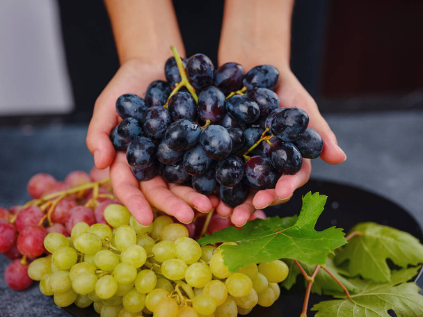 Zbiory winnic w sezonie jesiennym. Uprawa i sok, Błękit organiczny, czerwone i zielone winogrona na stole oglądane z góry, wino koncepcyjne, Kobieta trzymająca winogrona - Zdjęcie, obraz