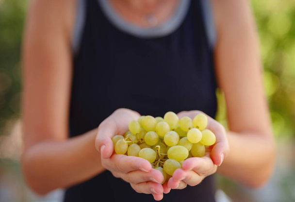 Vineyard Harvest in autumn season. Crop and juice, Woman holding Organic green grapes, concept wine. outdoor - Φωτογραφία, εικόνα