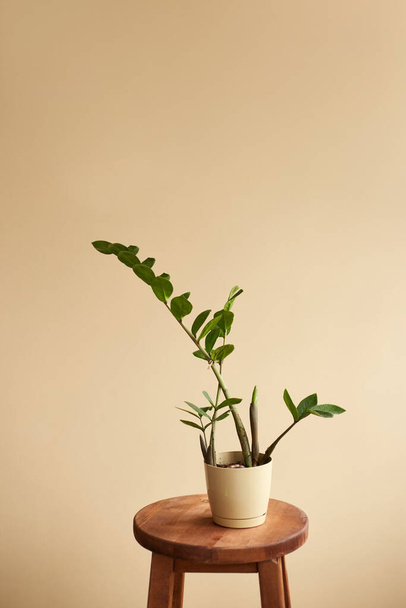 Background with zamioculcas in home interior. Interior decoration with homeplants. Background. copy space - Foto, Imagen