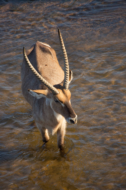 Férfi vízi bak, Kobus ellipsiprymnus, séta a folyón - Fotó, kép