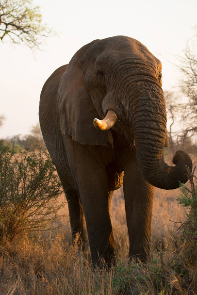 Afrika fili gün ortasında bozkırda hareket ediyor.  - Fotoğraf, Görsel