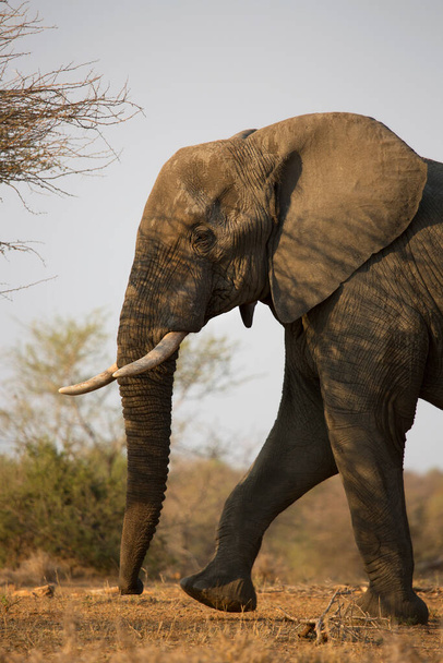 Afrikanischer Elefant wandert tagsüber durch Savanne  - Foto, Bild