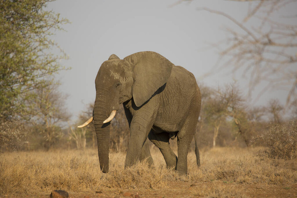 Słoń afrykański poruszający się po sawannie w ciągu dnia  - Zdjęcie, obraz