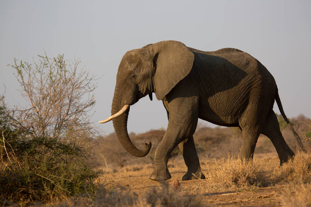 アフリカゾウは昼間サバンナを移動します  - 写真・画像
