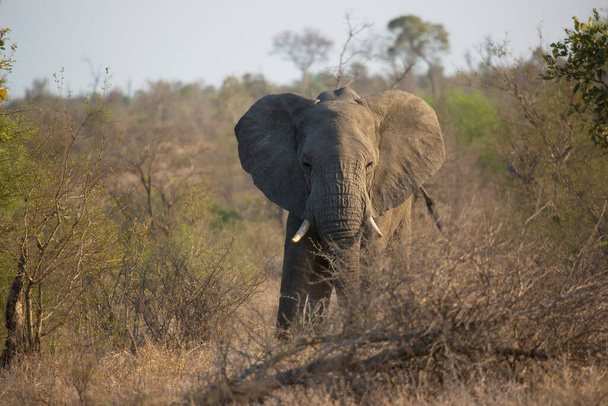 Grande savana africana elefante comendo plantas em pasto  - Foto, Imagem