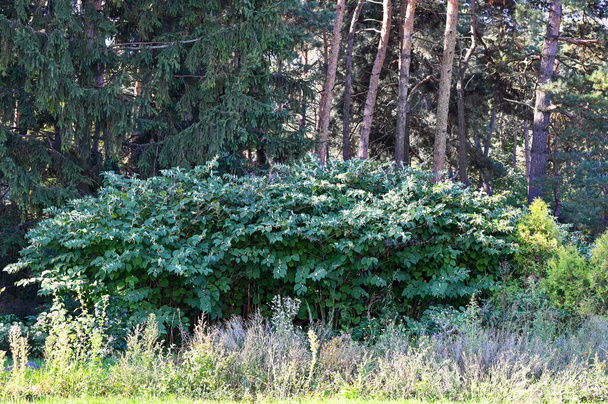 Green shrub at the edge of the forest  - Photo, Image