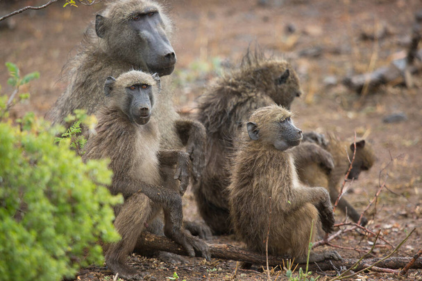 Family chacma baboons sitting relaxed together after a heavy rainstorm - Photo, Image