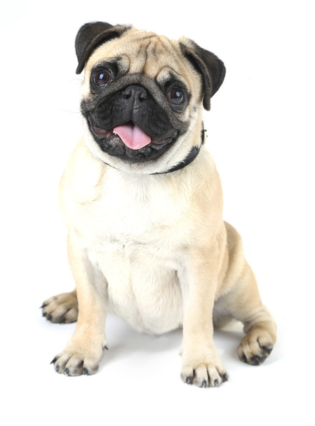 Funny, cute and playful pug dog isolated on white - Fotografie, Obrázek