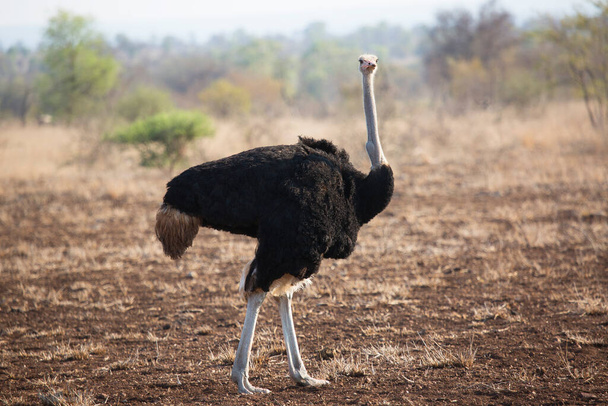 Pštros obecný, Struthio camelus, hledá potravu a hlídá okolí - Fotografie, Obrázek