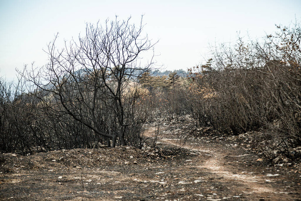 Árboles y plantas quemados después de grandes incendios forestales de verano en la región de Karst en Eslovenia en el verano de 2022 - Foto, Imagen