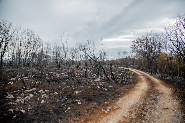 Verbrande bomen en planten na grote zomerbranden in de regio Karst in Slovenië in de zomer van 2022 - Foto, afbeelding