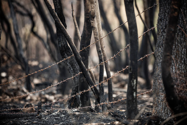 2022 yazında Slovenya 'nın Karst bölgesindeki büyük yaz yangınları sonrasında ağaçlar ve bitkiler yandı - Fotoğraf, Görsel