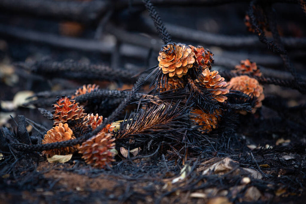 Closu up of  pine cones after big summer wildfires in Karst region in Slovenia - Photo, Image