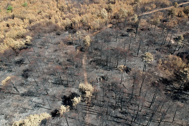 Спалені ландшафти після великих літніх лісових пожеж у Карсті (Словенія). - Фото, зображення