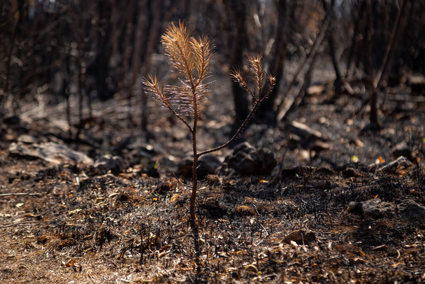 Горящий ландшафт после больших летних лесных пожаров в регионе Карст в Словении - Фото, изображение