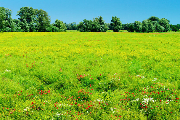 Kırsal yaz manzarası, yeşil çayır ve güneş ışığında açan çiçekler. Stegna, Pomerania, Polonya. - Fotoğraf, Görsel