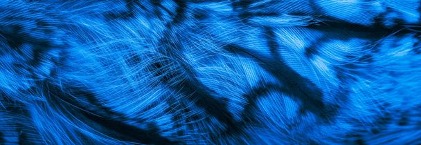 blue and black owl feathers background or textura - Foto, Bild