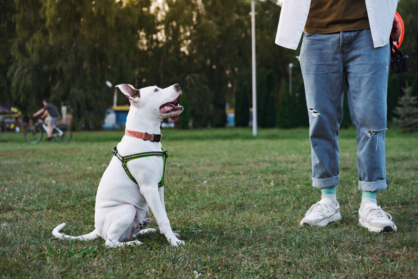 Young staffordshire terrier puppy at a public park interacting with owner. Puppy training, spending time with dog outdoors - Fotoğraf, Görsel