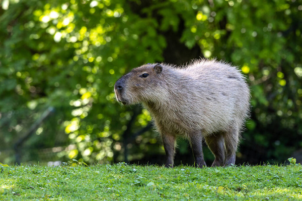 The capybara, Hydrochoerus hydrochaeris is a mammal native to South America. It is the largest living rodent in the world. - Photo, Image