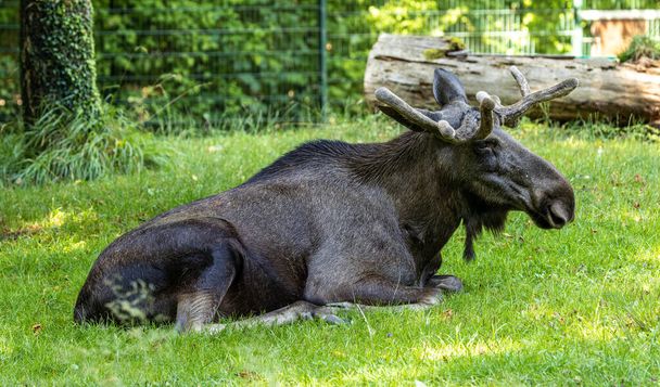 European Moose, Alces alces, také známý jako Los. Divoký život zvířat. - Fotografie, Obrázek
