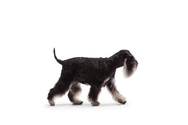 Profile shot of a black and white mini schnauzer walking isolated on white background - 写真・画像