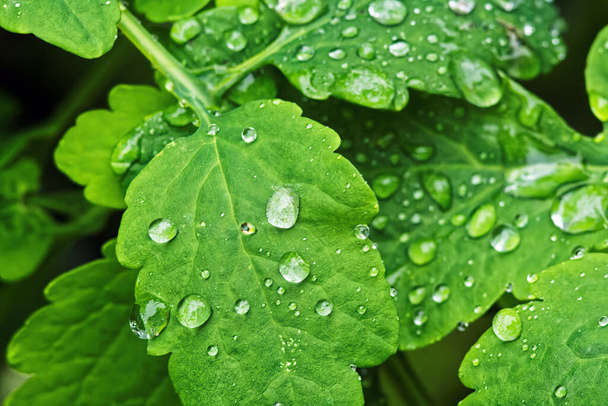 Close up of green leaf with droplets of water drops on background of leaves - Фото, зображення