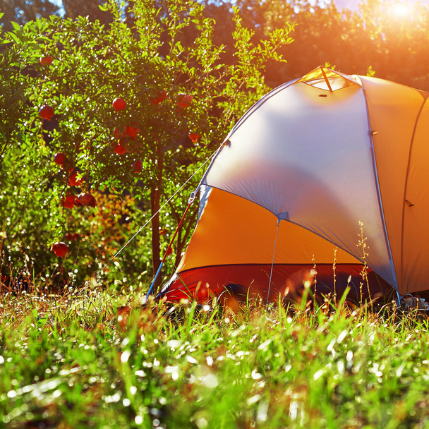 orange tent in the garden - Фото, зображення
