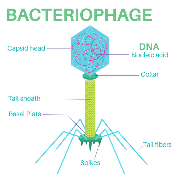 Структура бактериофага. - Вектор,изображение