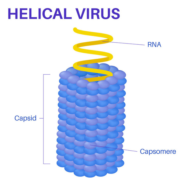 Struktur des spiralförmigen Virus. - Vektor, Bild