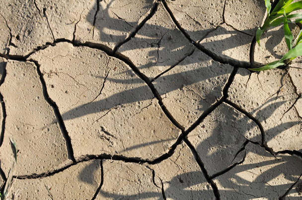 Cracked fertile ground in the field due to heat  - Photo, Image