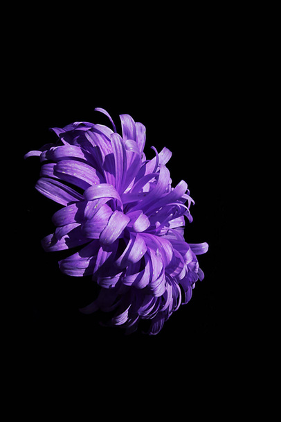 Bright purple aster flower on a black background - 写真・画像
