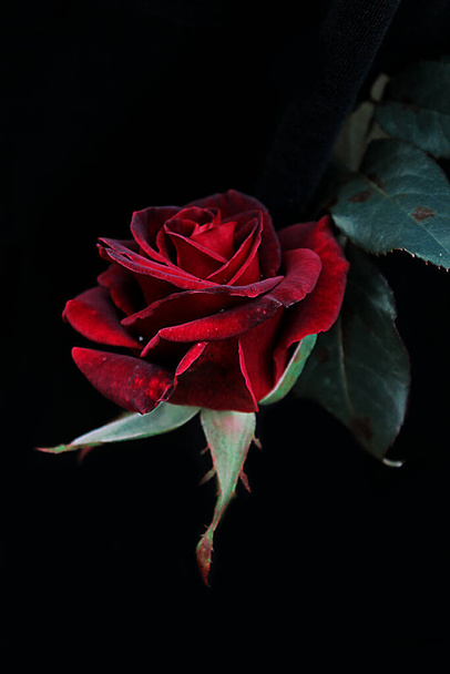 Dark red rose flower on a black background  - Φωτογραφία, εικόνα