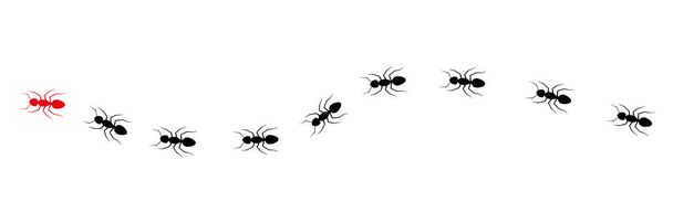 Trilha de formiga líder. Colônia de formigas operárias rota de trabalho em equipe. Vetor isolado em branco. - Vetor, Imagem