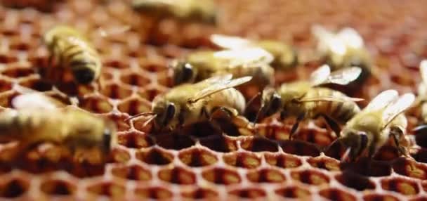 Bienen schwärmen auf Waben, extreme Makroaufnahmen. Insekten, die in einem hölzernen Bienenstock arbeiten, sammeln Nektar aus Blütenpollen und erzeugen süßen Honig. Das Konzept der Imkerei - Filmmaterial, Video