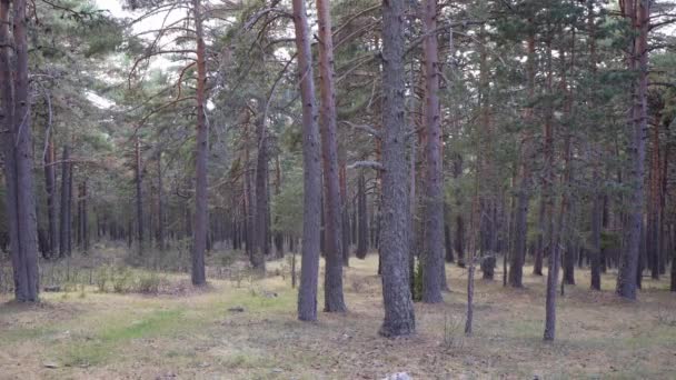 Статическая плоскость тихого леса Pinus sylvestris в Теруэле, Испания. Высококачественные 4k кадры - Кадры, видео