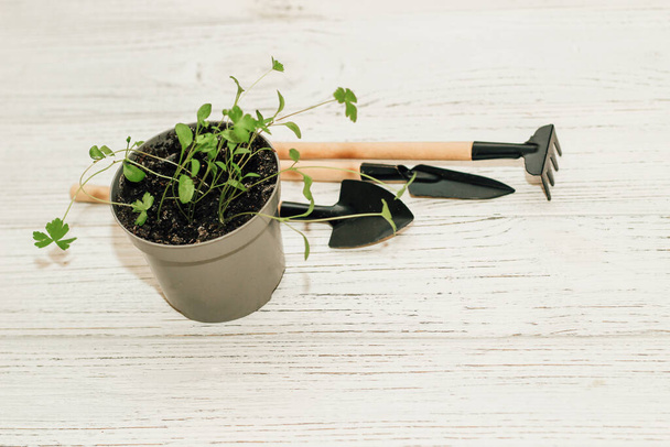 Garden hand tools, a pot with a seedling plant. - Фото, изображение